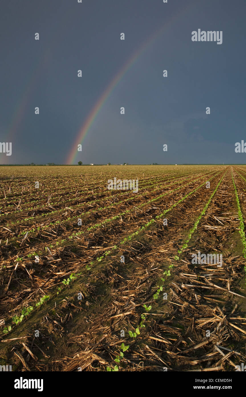 Agriculture - Domaine des plants de coton à la mi printemps avec un noir, arc-en-ciel d'orage et à l'arrière-plan / New York, USA. Banque D'Images