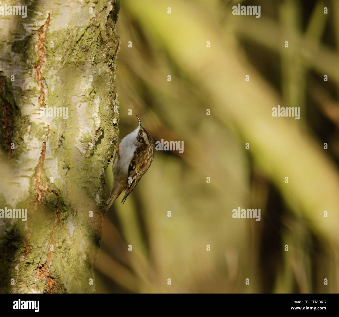 Bruant eurasien (Certhia familiaris) Banque D'Images