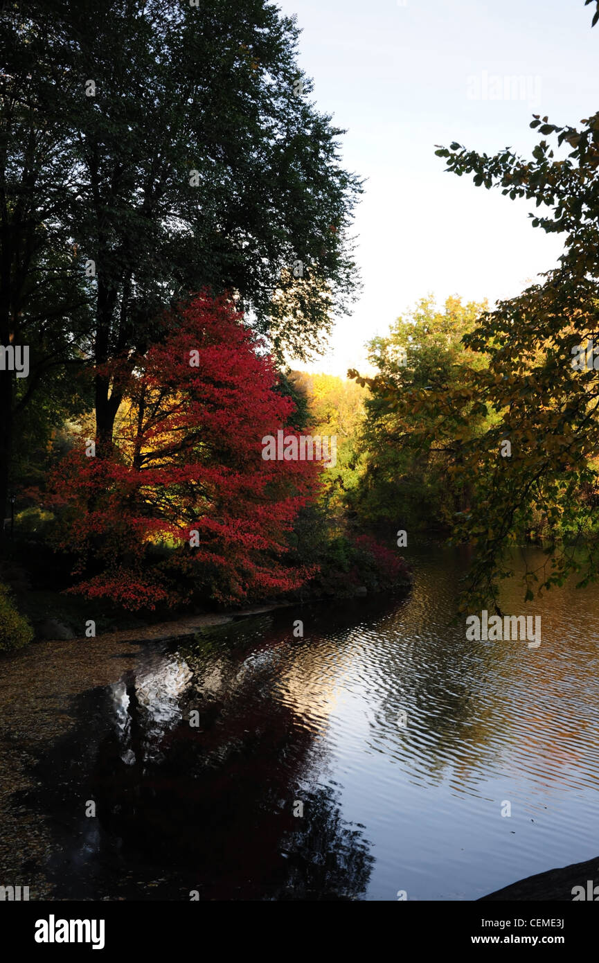 Ciel bleu de l'ombre des arbres d'automne portrait red érable japonais se reflétant dans l'eau claire de l'étang, Central Park South, New York Banque D'Images