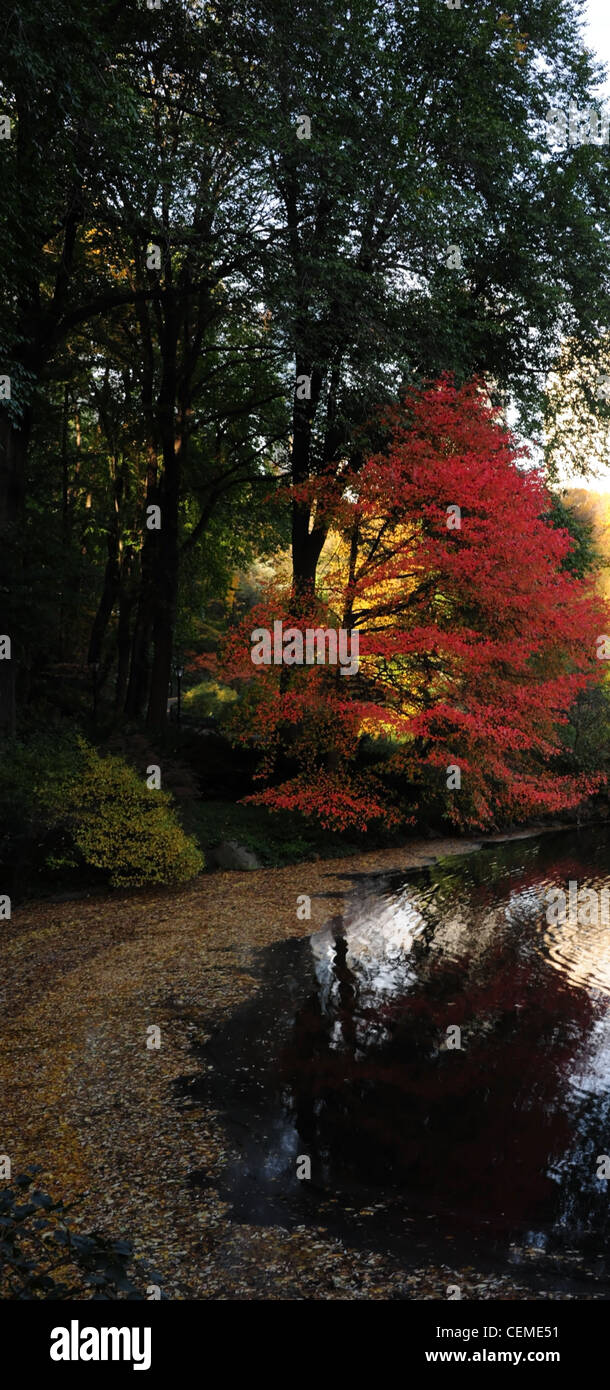 Portrait de l'ombre des arbres d'automne ensoleillée feuilles rouges d'érable japonais eaux reflétant l'étang, Central Park South, New York Banque D'Images