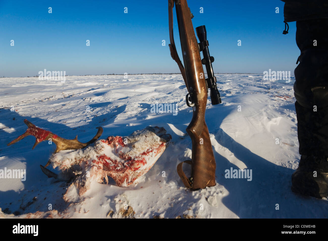 Hunter avec carcasse de caribou sur la neige, Manitoba, Canada Banque D'Images