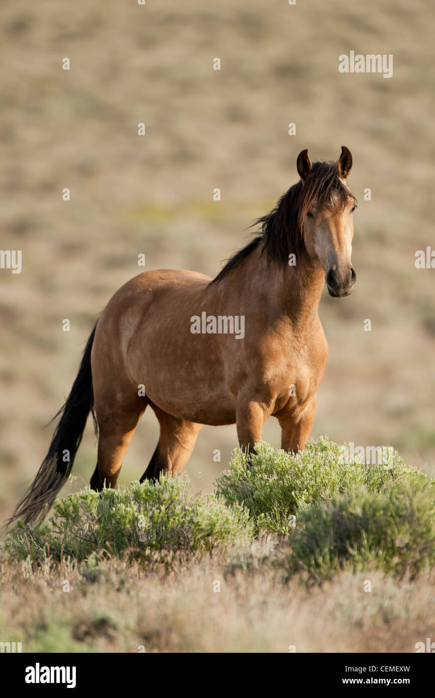 Wild horse, Equus ferus, Nevada Banque D'Images