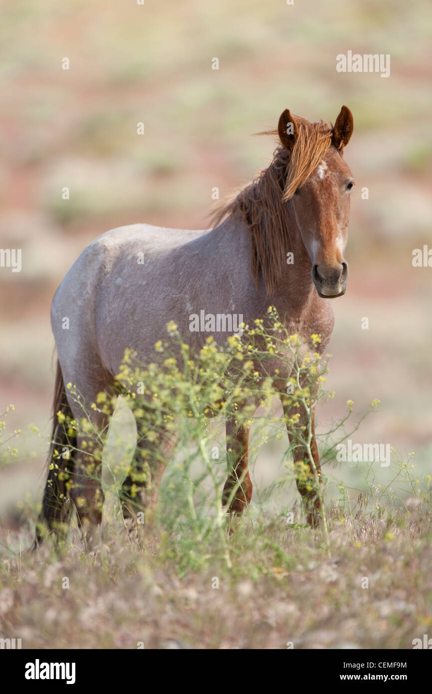 Wild horse, Equus ferus, Nevada Banque D'Images