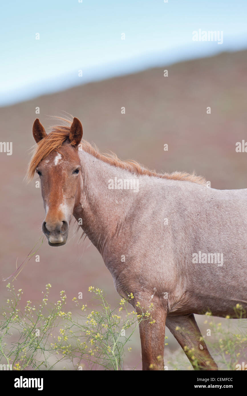 Wild horse, Equus ferus, Nevada Banque D'Images