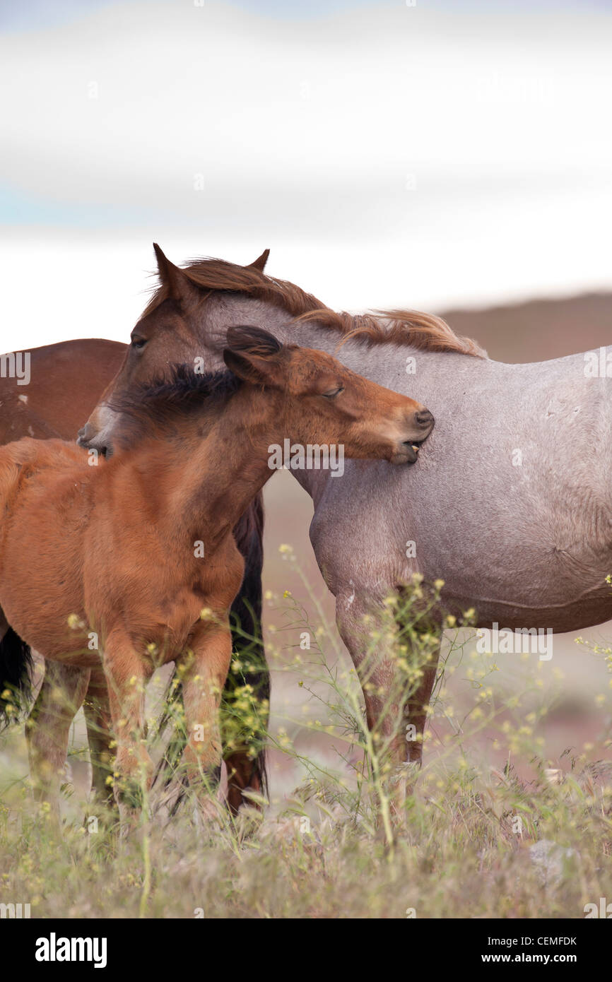 Baby Wild horse, Equus ferus, avec mare, Nevada Banque D'Images