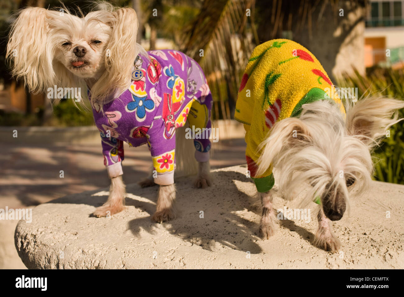 Chiens Chinois à Crête portant des manteaux de couleur sur une promenade le long de Miami South Beach Banque D'Images