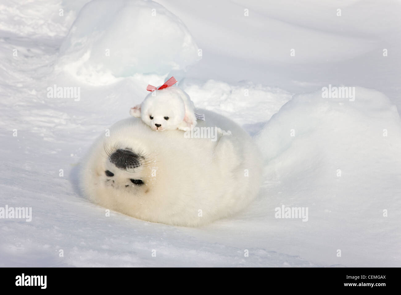 Bébé phoque du Groenland et des choses sur la glace, de jouets d'Iles de la Madeleine, Canada Banque D'Images