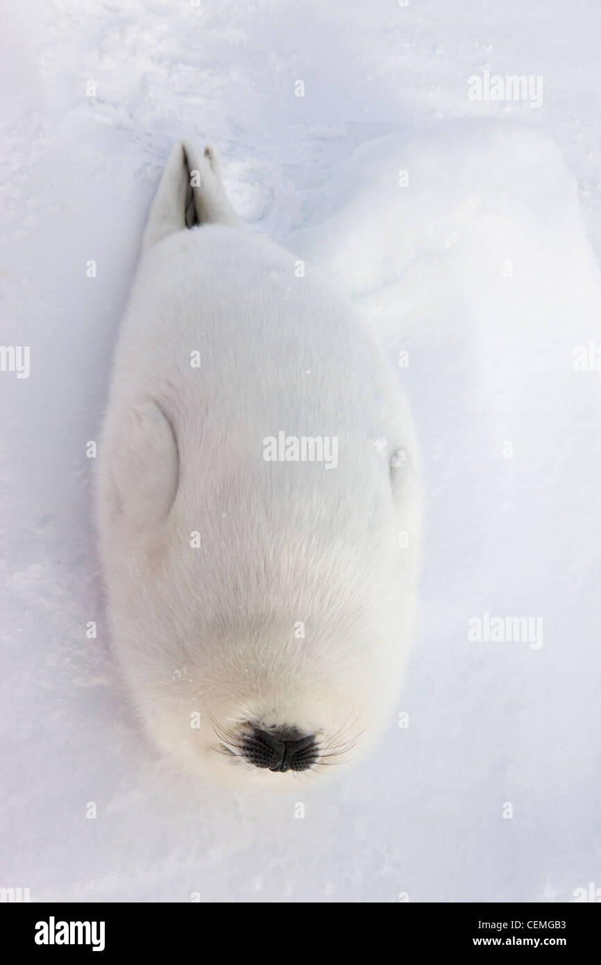 Bébé phoque du Groenland sur la glace, Iles de la Madeleine, Canada Banque D'Images