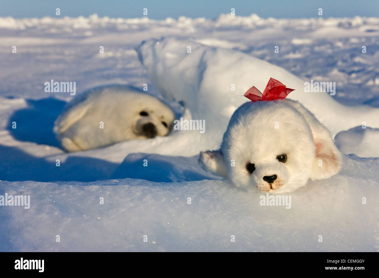 Avec des petits du phoque du Groenland phoque en peluche jouet sur la glace, Iles de la Madeleine, Canada Banque D'Images