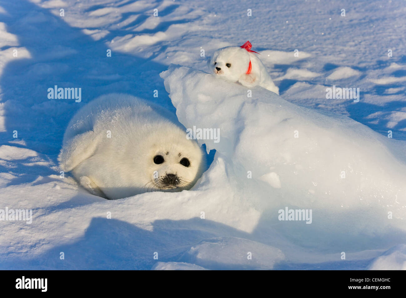 Avec des petits du phoque du Groenland phoque en peluche jouet sur la glace, Iles de la Madeleine, Canada Banque D'Images