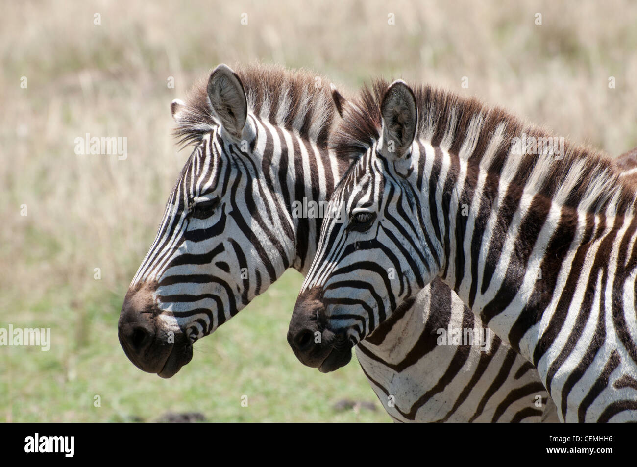 Paire de zèbre dans le Parc National du Serengeti Kenya Masai Mara montrant deux têtes côte à côte Banque D'Images