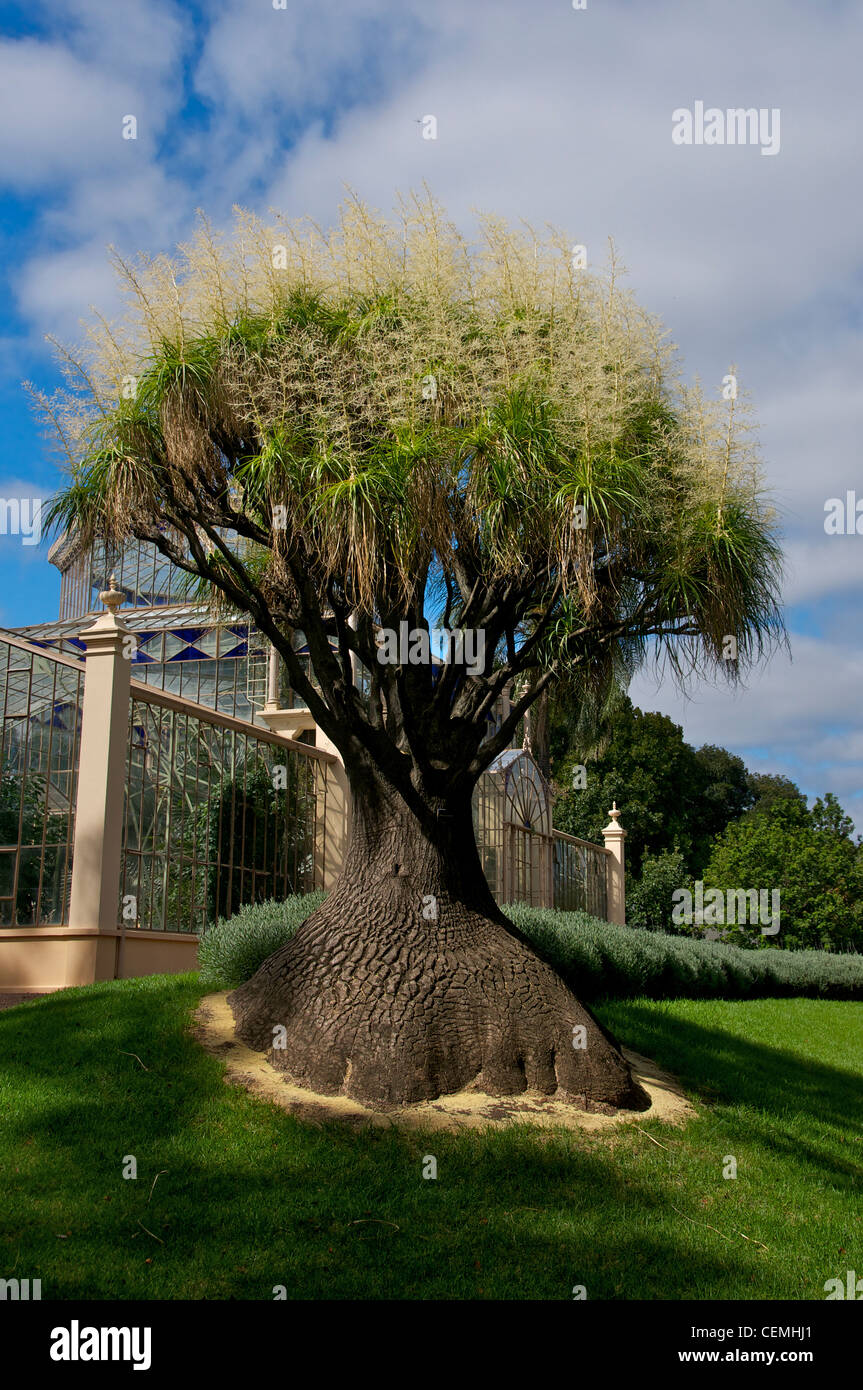 Agavaceae Nolina recurvata arbre du Mexique en jardins botaniques d'Adelaide en Australie du Sud Banque D'Images