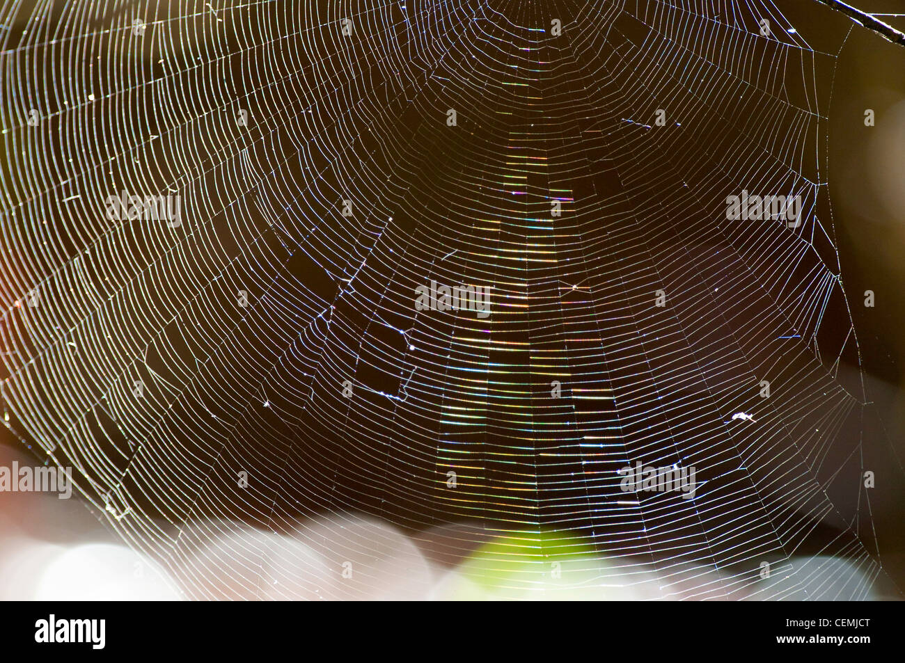 Spider web dans la forêt tropicale du Parc National Manuel Antonio, Costa Rica Banque D'Images