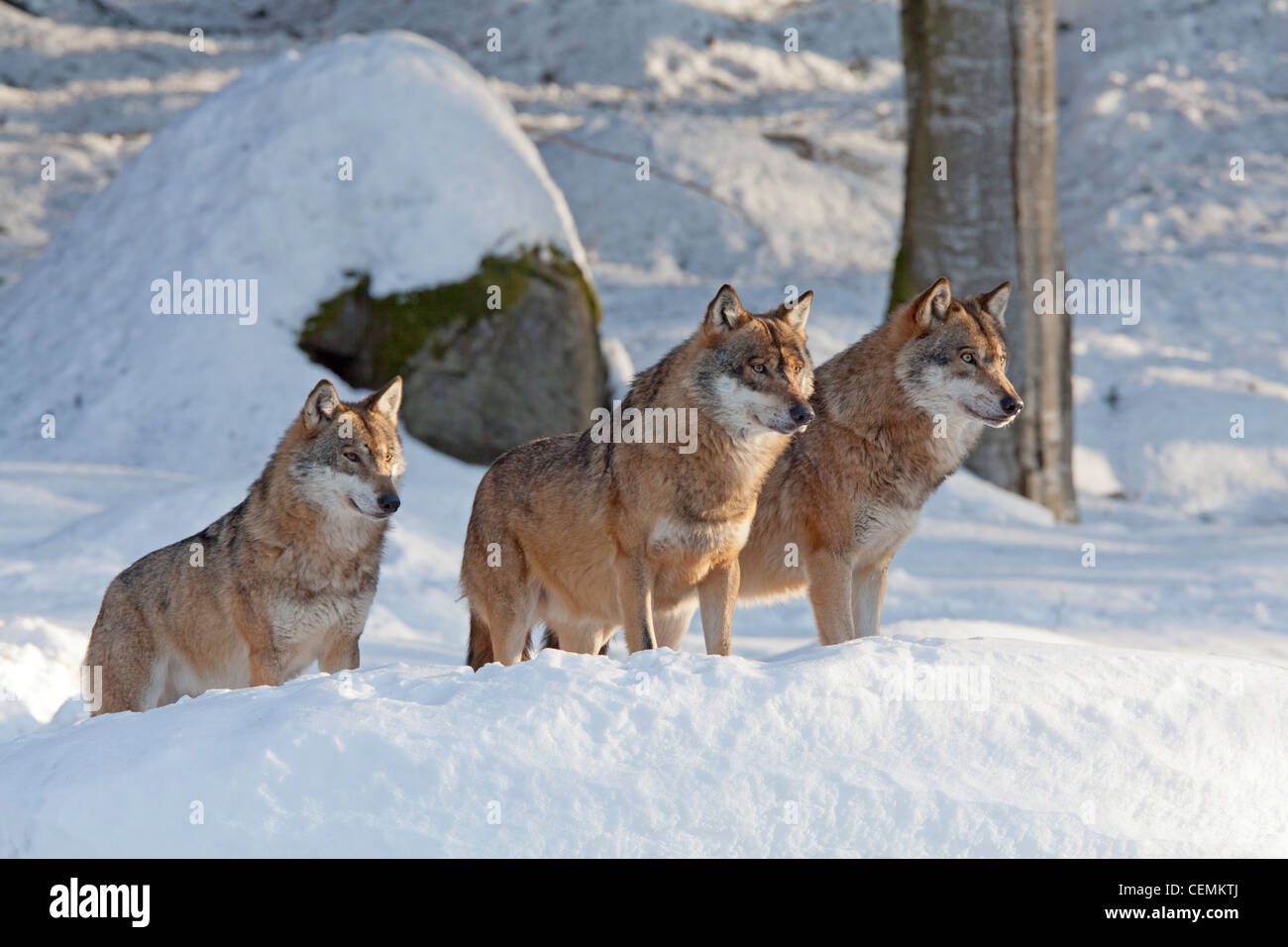 Wolf (Canis lupus) Banque D'Images