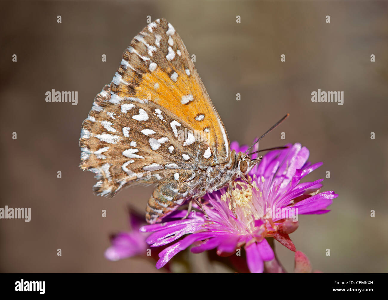 Grand-Argent Cuivre tacheté, Trimenia argyroplaga, les espèces de papillons d'Afrique du Sud, le Namaqualand, Afrique du Sud Banque D'Images