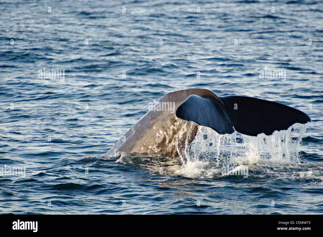 La chasse au cachalot au large de la côte Kairkoura, île du Sud, Nouvelle-Zélande Banque D'Images