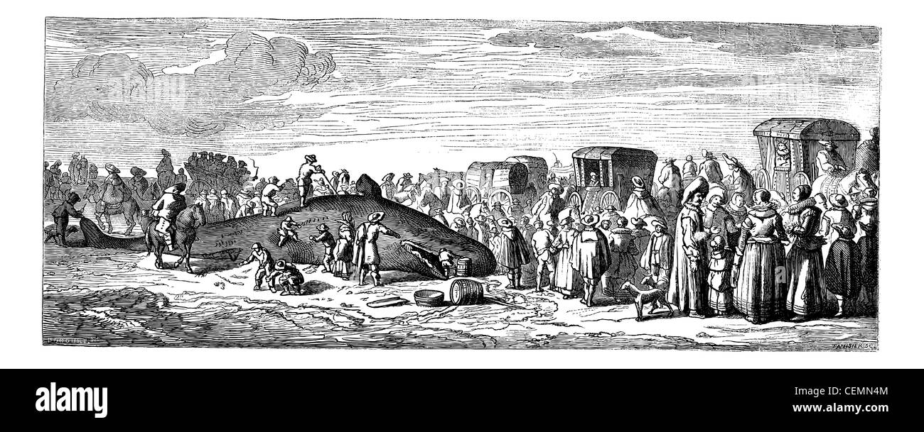 Baleine échouée. - Dimensions bocourt, après une impression de la collection mouilleron, vintage engraved illustration. baleine échouée. magasin pittoresque 1875. Banque D'Images Baleine échouée. - Dimensions bocourt, après une impression de la collection mouilleron, vintage engraved illustration. baleine échouée. magasin pittoresque 1875. Banque D'Images