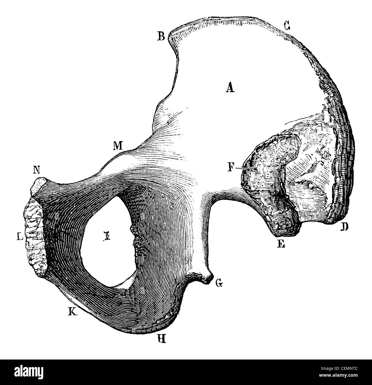 Surface intérieure de l'ilium, vintage engraved illustration. Magasin Pittoresque 1875. Banque D'Images