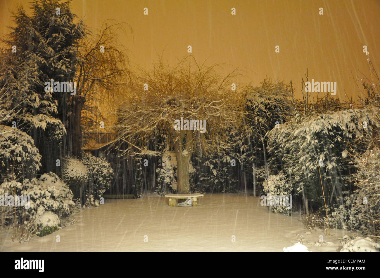 Jardin d'hiver de neige dans la nuit Banque D'Images