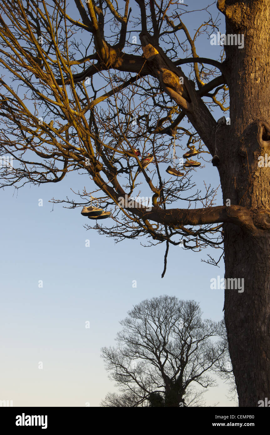 Arbre généalogique de chaussures, chaussures jetées dans tree Banque D'Images