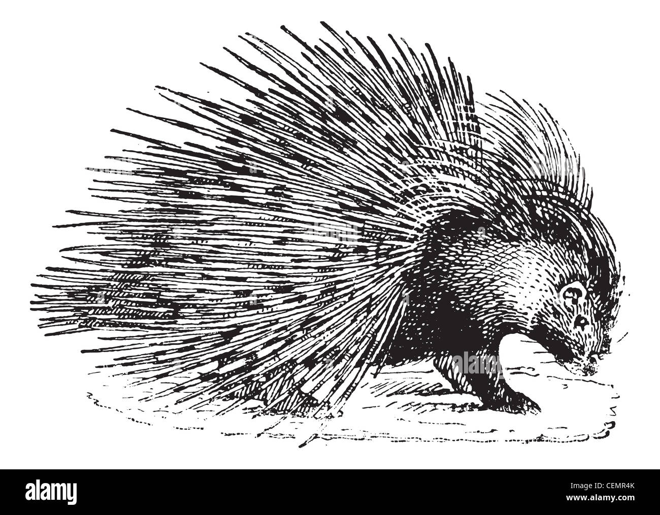 Le porc-épic, vintage engraved illustration. Dictionnaire des mots et des choses - Larive et Fleury - 1895. Banque D'Images