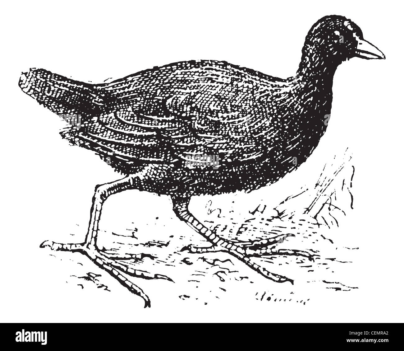 Gallinule poule-d'eau, vintage engraved illustration. Dictionnaire des mots et des choses - Larive et Fleury - 1895. Banque D'Images