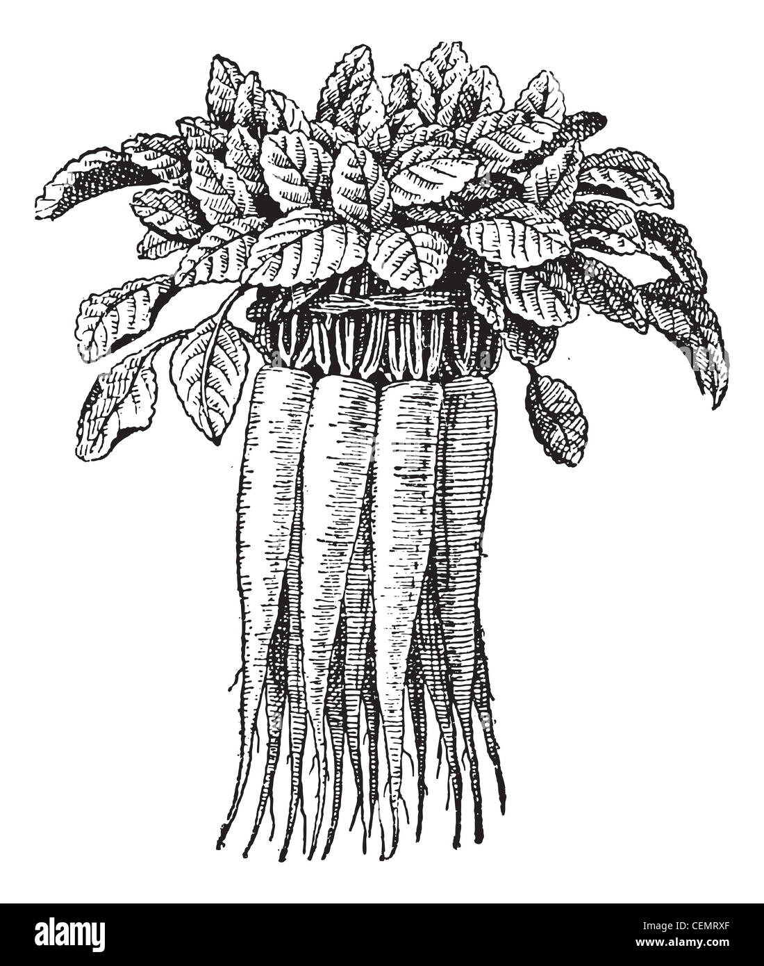 Vieille illustration gravée de rampion bellflower Campanula rapunculus ou ou ou rampion bellflower campanula ou rover lusitanica ou campanula campanula ou verruculosa elatior isolé sur un fond blanc. dictionnaire des mots et des choses - larive et fleury ? 1895 Banque D'Images