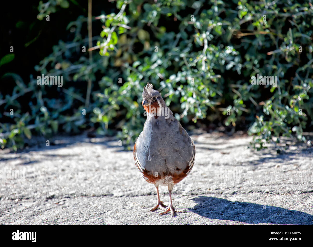 Colin de Californie dans Sequoia NP, en Californie Banque D'Images