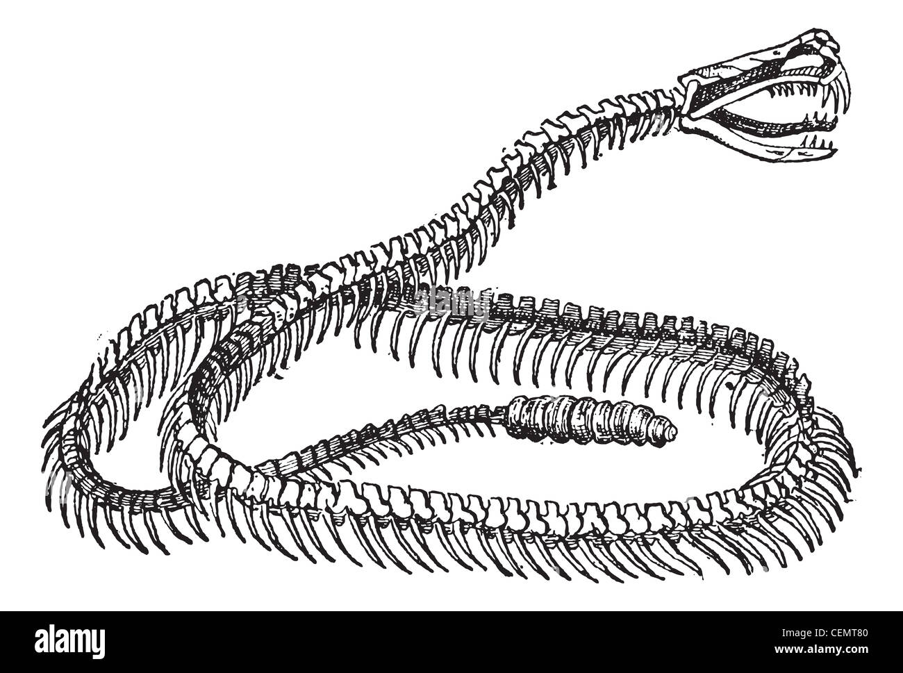 Crotale Reptile, squelette, vintage engraved illustration. Dictionnaire des mots et des choses - Larive et Fleury - 1895. Banque D'Images