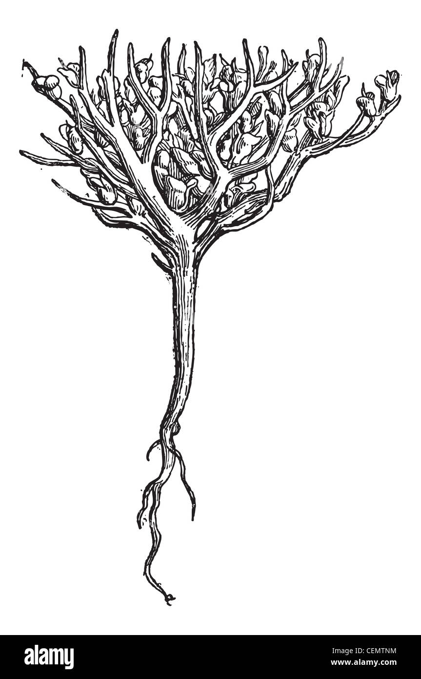 Rose De Jéricho Ou Plante Dinosaure Ou Jéricho Rose Ou Fleur