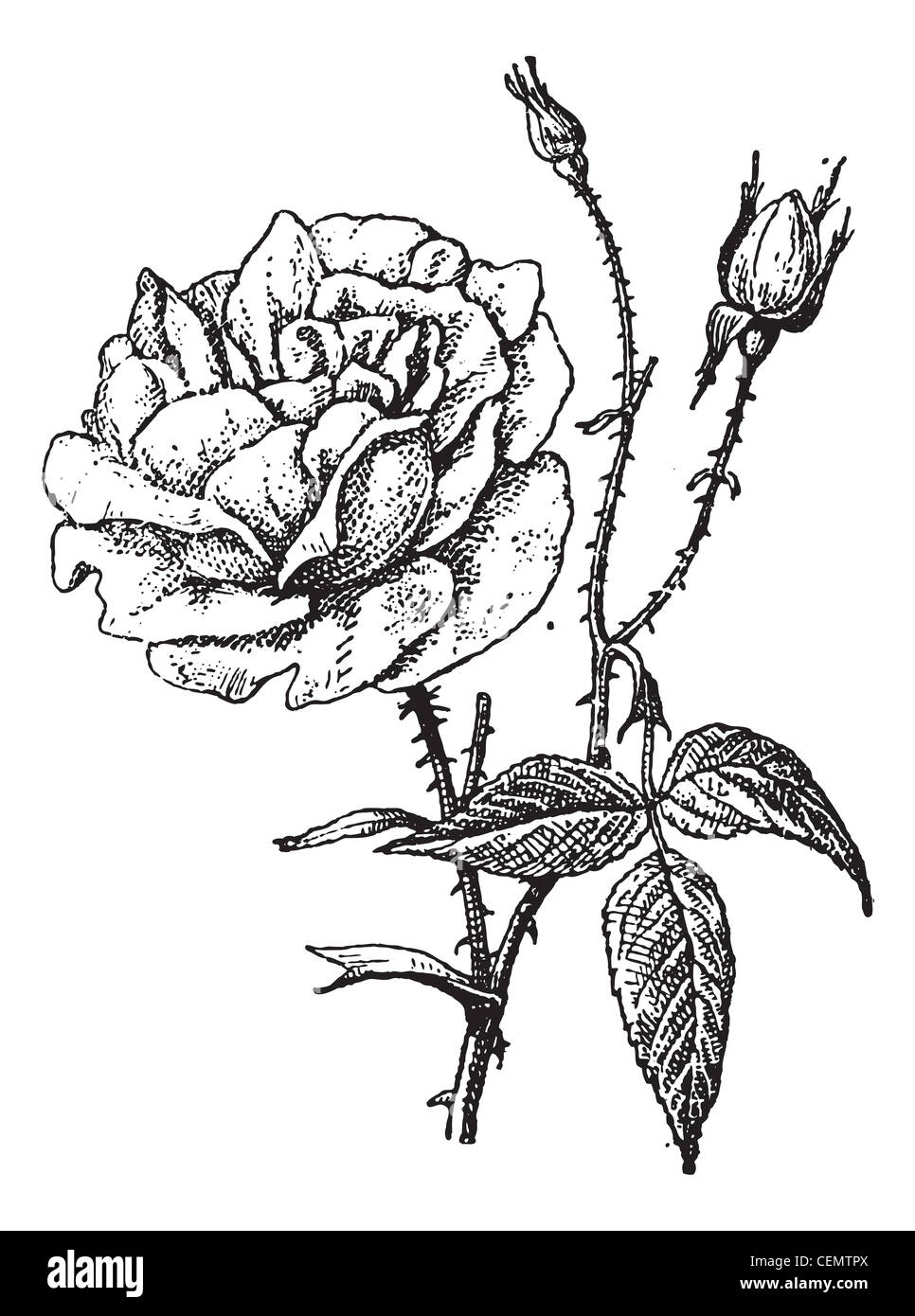 Rose de Bengale, vintage engraved illustration. Dictionnaire des mots et des choses - Larive et Fleury - 1895. Banque D'Images