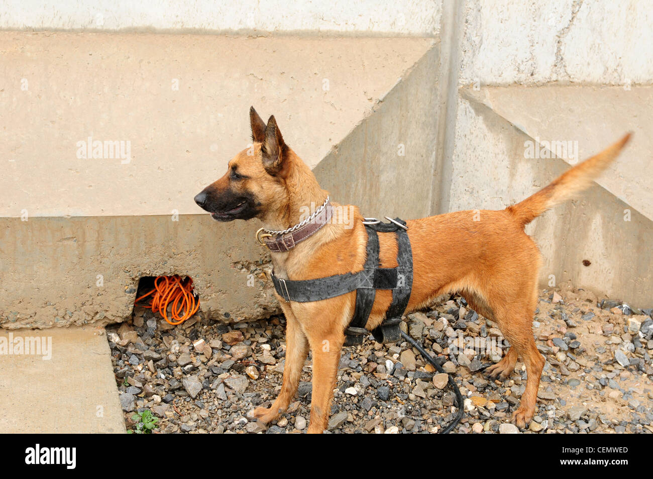 Afghanistan (17 février 2012) Sgt. Anouska un chien de détection tactique d'explosifs (TEDD) vient de trouver un cordeau de détonation sous un mur en T et se tient maintenant à l'attention de faire savoir à son maître qu'il a trouvé des explosifs. Il s'agissait d'une démonstration mettant en vedette différents types de chiens militaires et leurs capacités au quartier général du Commandement régional Sud de la Force internationale d'assistance à la sécurité (FIAS) sur l'aérodrome de Kandahar. Banque D'Images