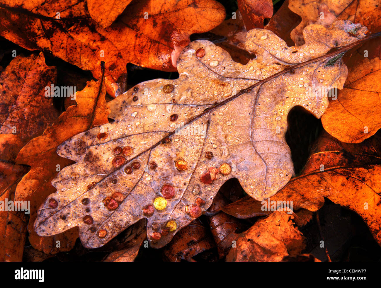 Common Oak Spangle Gall, de la guêpe minuscule, brun, feuille, laisse la chute, automne, Cheshire, Royaume-Uni, Angleterre Banque D'Images