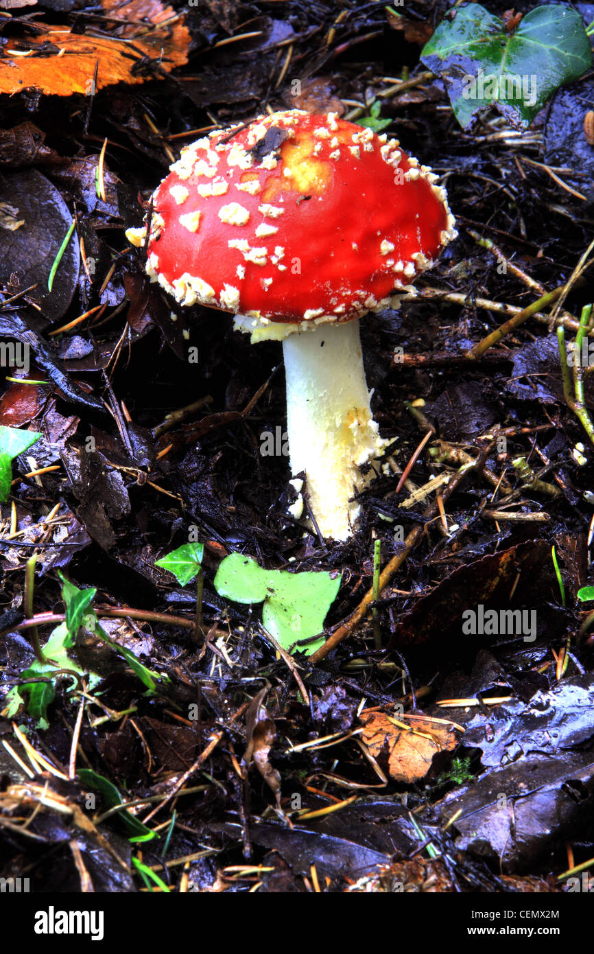 Champignons agariques de mouche, Grappenhall Heys, South Warrington, Cheshire Angleterre Royaume-Uni Banque D'Images