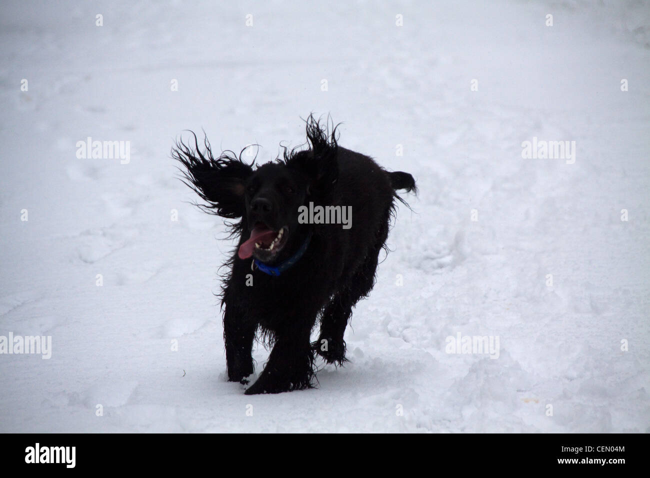 Cocker Anglais dans la neige Banque D'Images