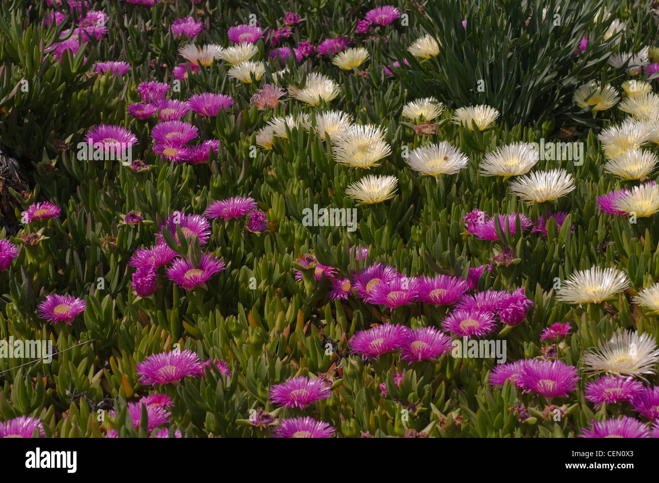 Delosperma cooperi,noms communs en retrait Iceplant ou 'Tapis Rose' 'Beach' Daisy Banque D'Images