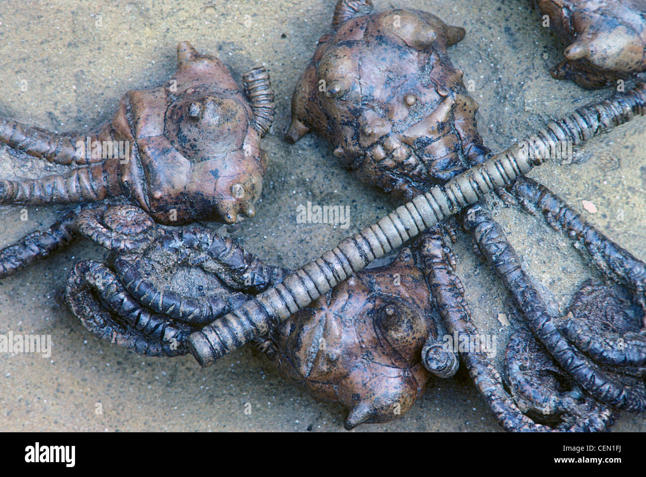 Crinoïde, Jimbacrinus bostocki (Permien) - Australie Banque D'Images