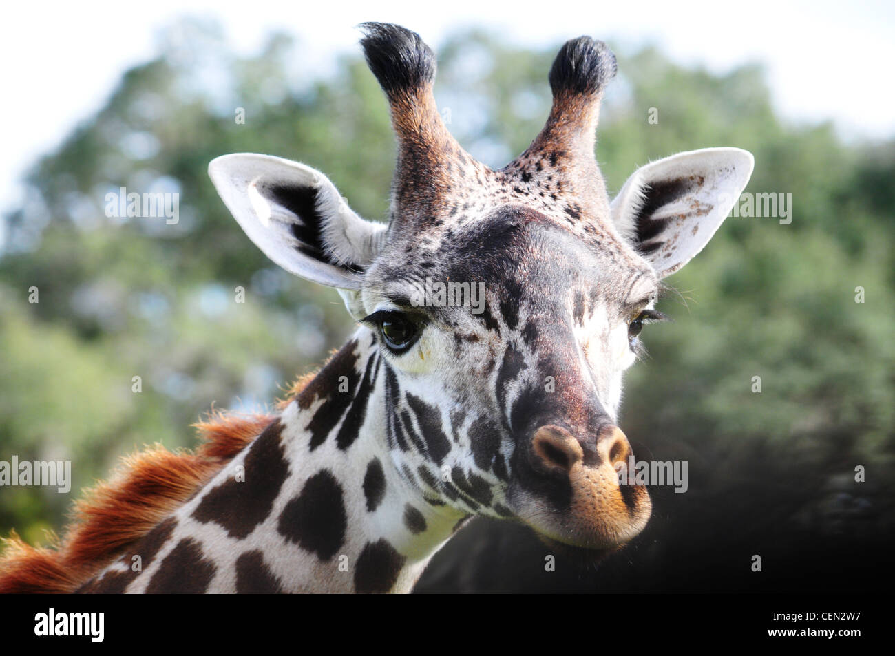 Plan macro sur une girafe de la tête contre un arrière-plan naturel Banque D'Images