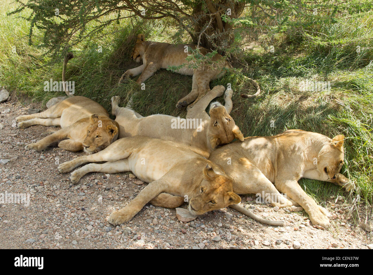 Pride of African lions (Panthera leo) dormir sous un buisson dans le Serengeti, Tanzanie Banque D'Images
