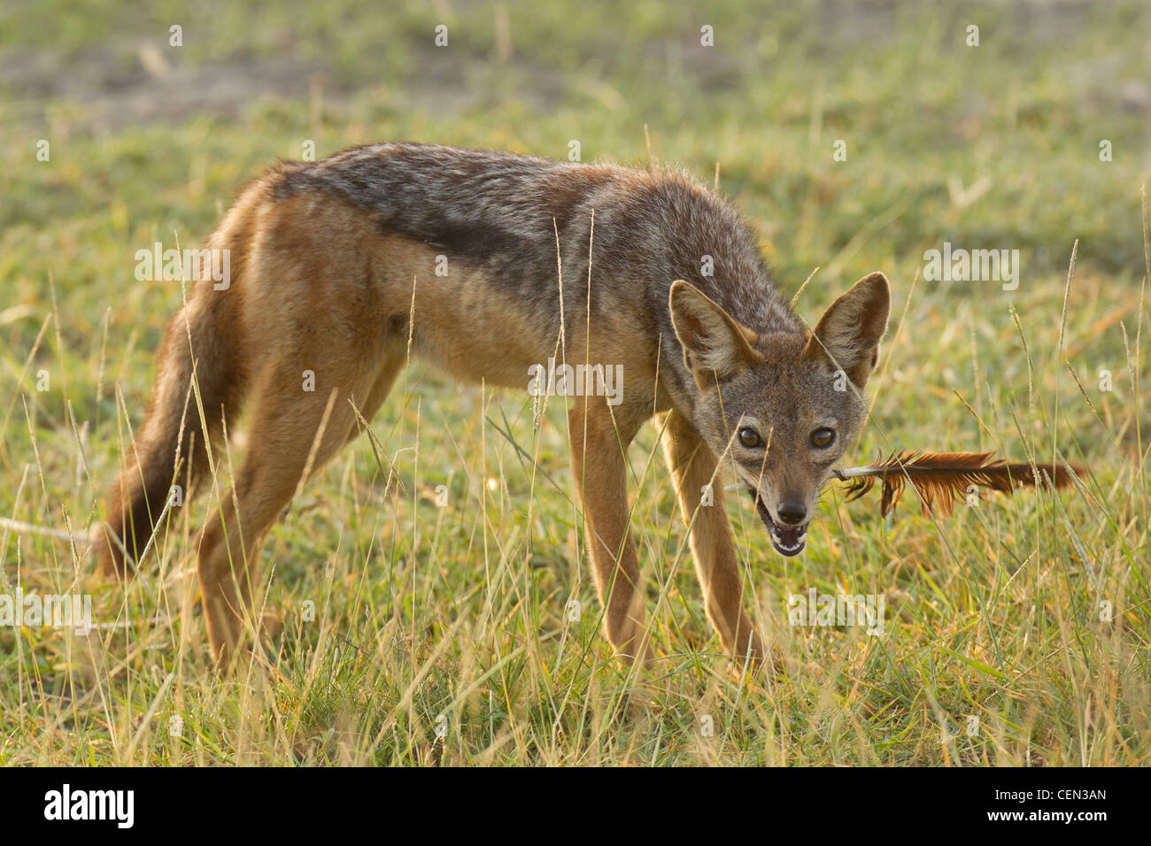 Chacal noir soutenu (Canis mesomelas) avec plume, dans le Serengeti, Tanzanie Banque D'Images