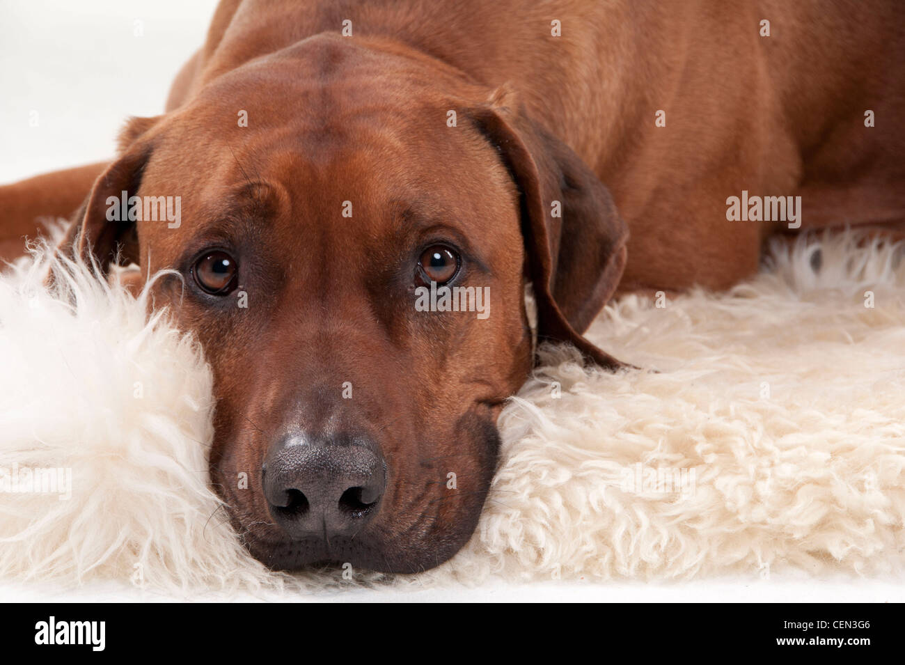 Le Rhodesian Ridgeback Banque D'Images