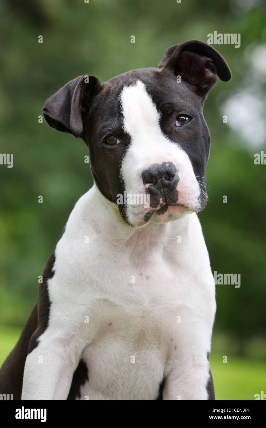 English Staffy Staffy Dog Breed Black And White Staffy Puppy