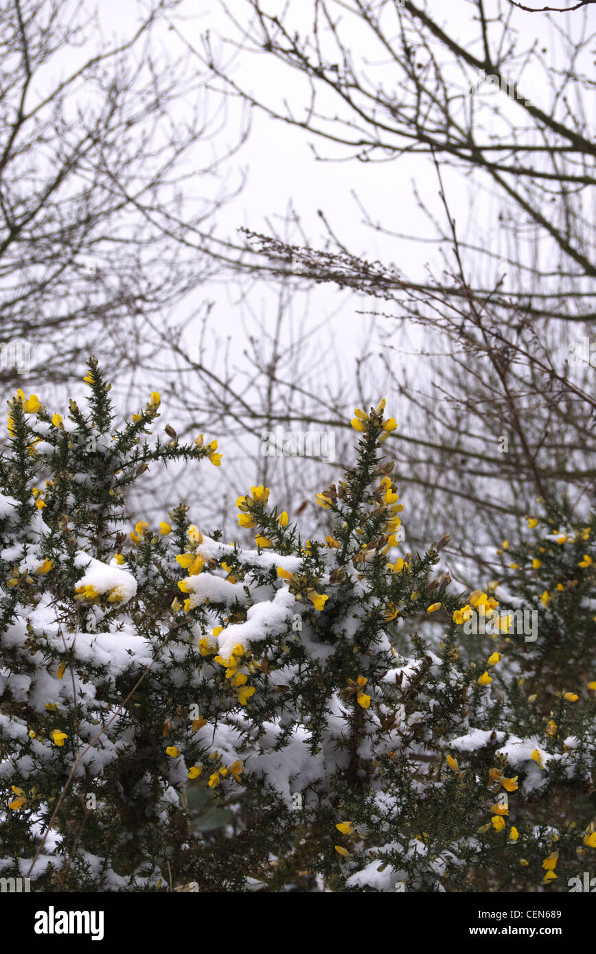 Les chambres lumineuses de l'ajonc jaune bush lors d'une froide journée de l'hiver. Banque D'Images