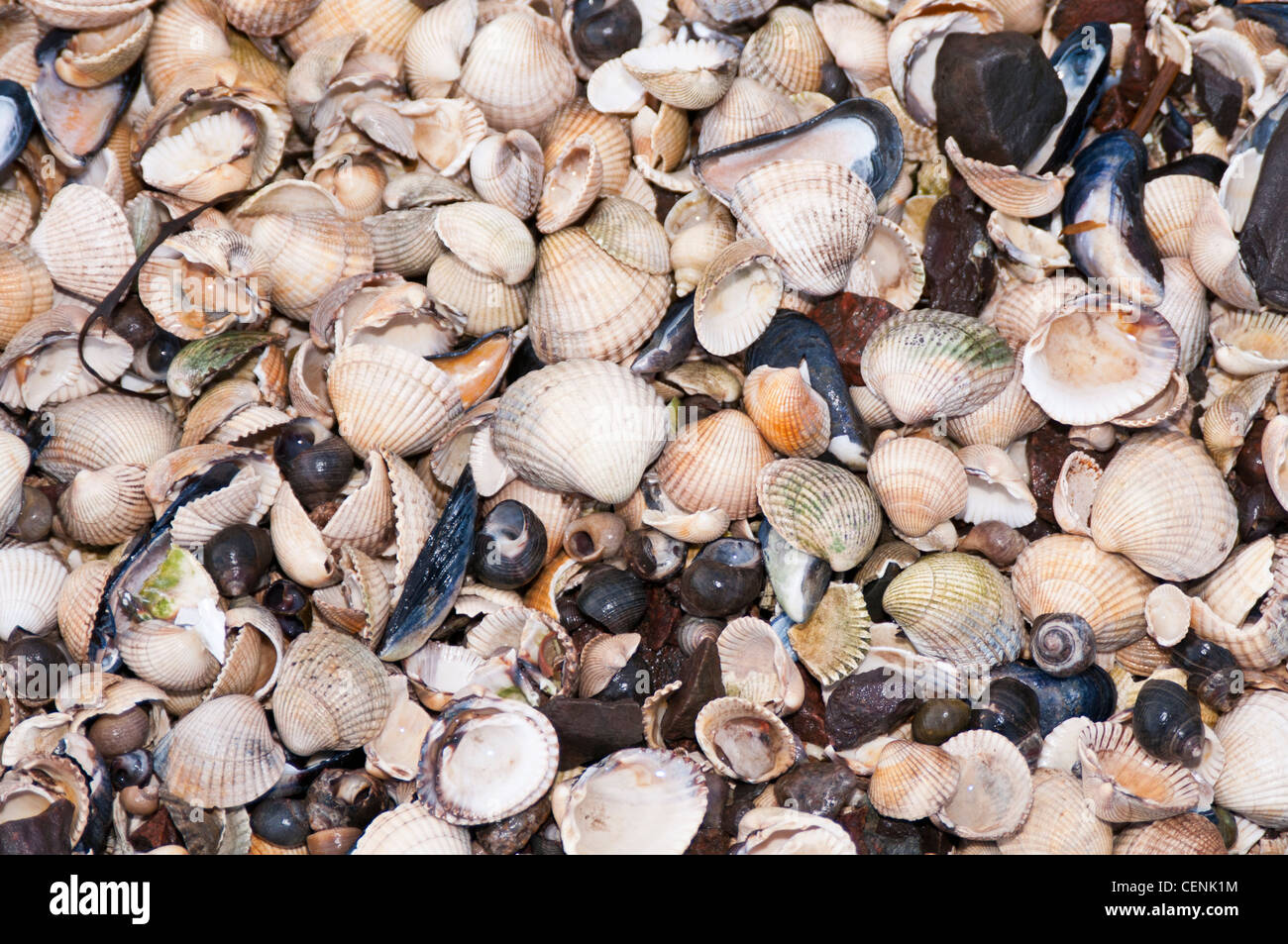 Beaucoup de buccin et coquilles de moules sur une plage Banque D'Images