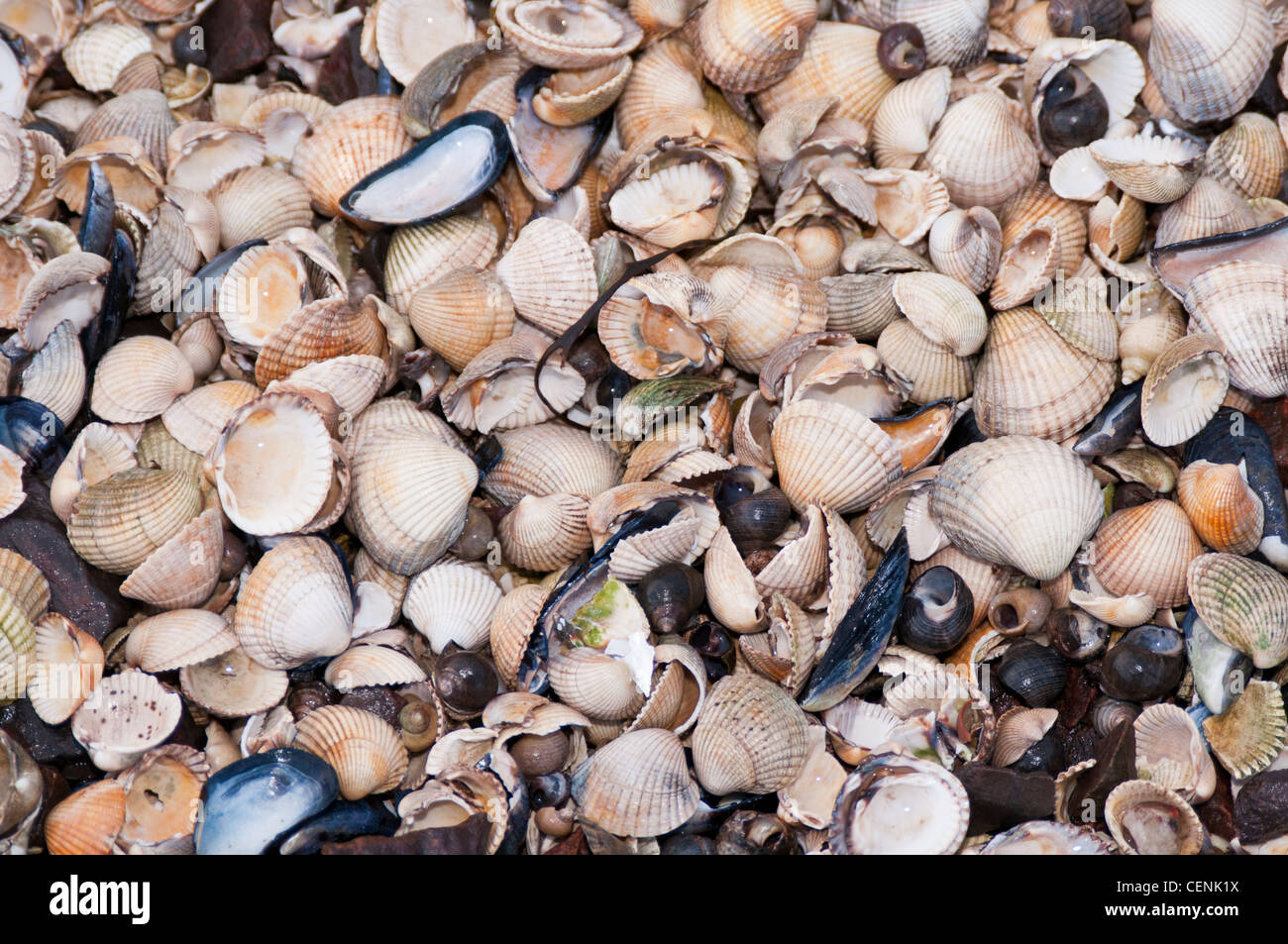 Beaucoup de buccin et coquilles de moules sur une plage Banque D'Images