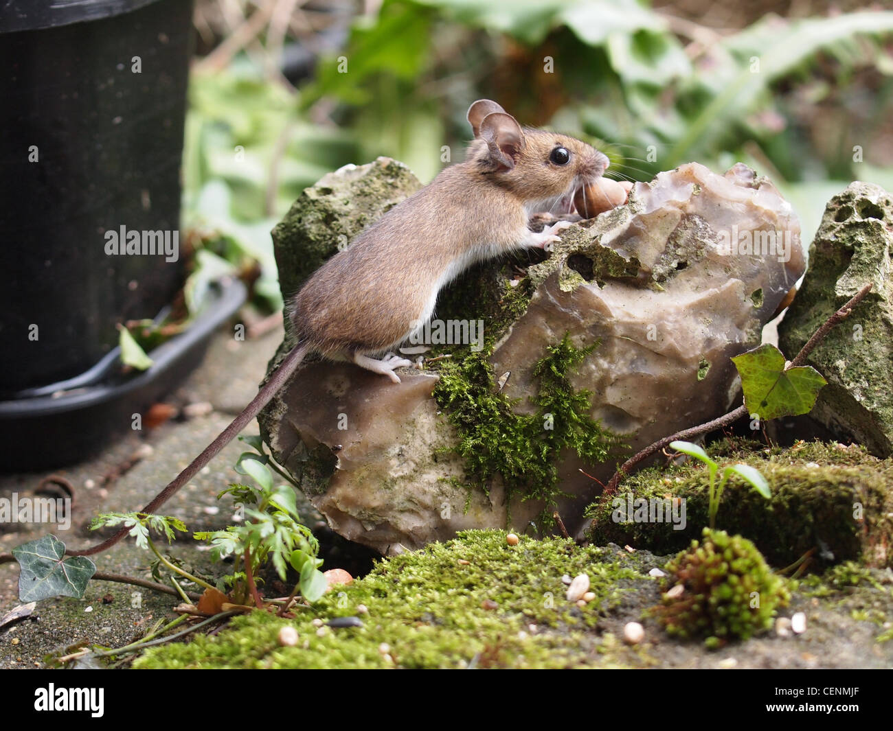 Apodemus sylvaticus, wild woodmouse à longue queue ou la souris de champ assis sur la pierre et ouvrant sa bouche large pour recueillir une noisette. Banque D'Images