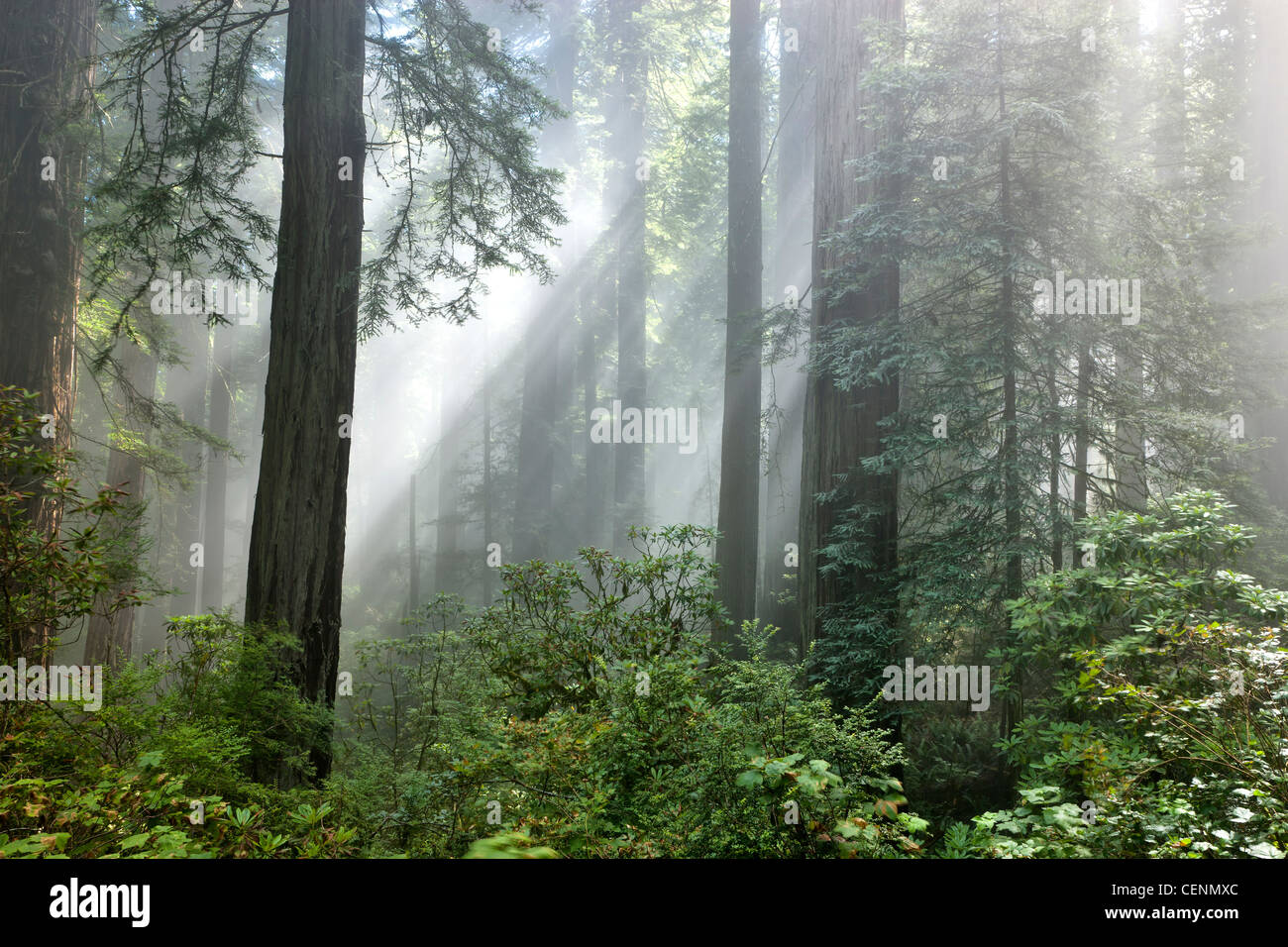 Les rayons de soleil de la forêt de séquoias 'Sequoia sempervirens' traversent le brouillard tôt le matin. Banque D'Images