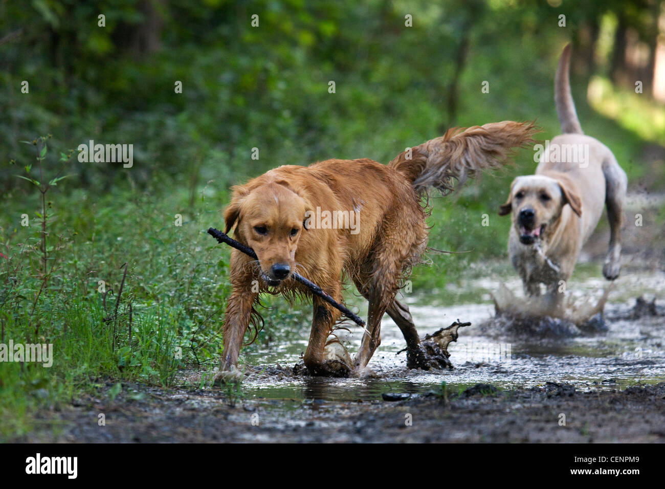 Golden retriever et labrador chiens jouer et courir avec stick par flaque boueuse dans chemin de forêt, Belgique Banque D'Images