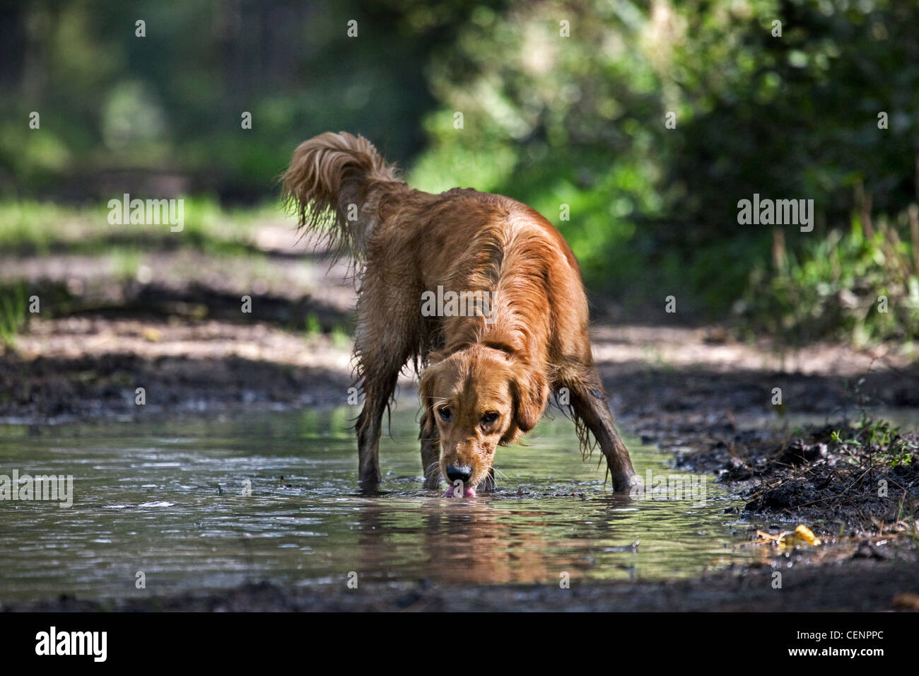 Soif golden retriever dog l'eau potable de la flaque sur piste en forêt, Belgique Banque D'Images