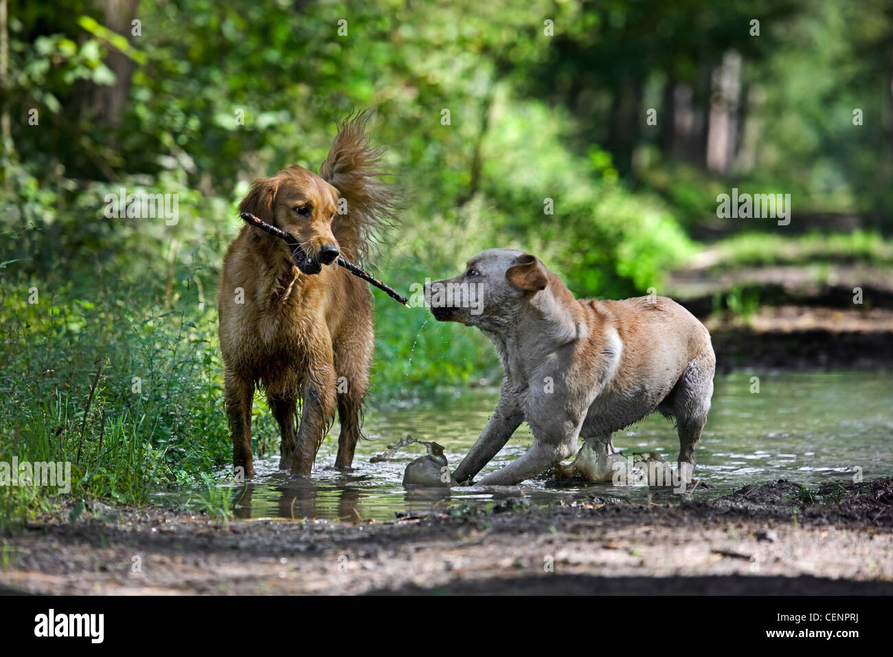 Golden retriever et labrador chiens jouer et courir avec stick par flaque boueuse dans chemin de forêt, Belgique Banque D'Images